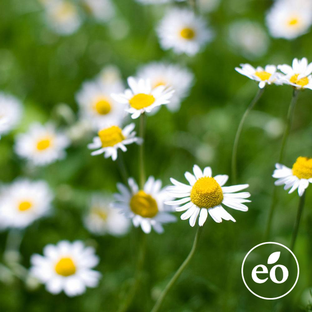 Chamomile, Roman Essential Oil