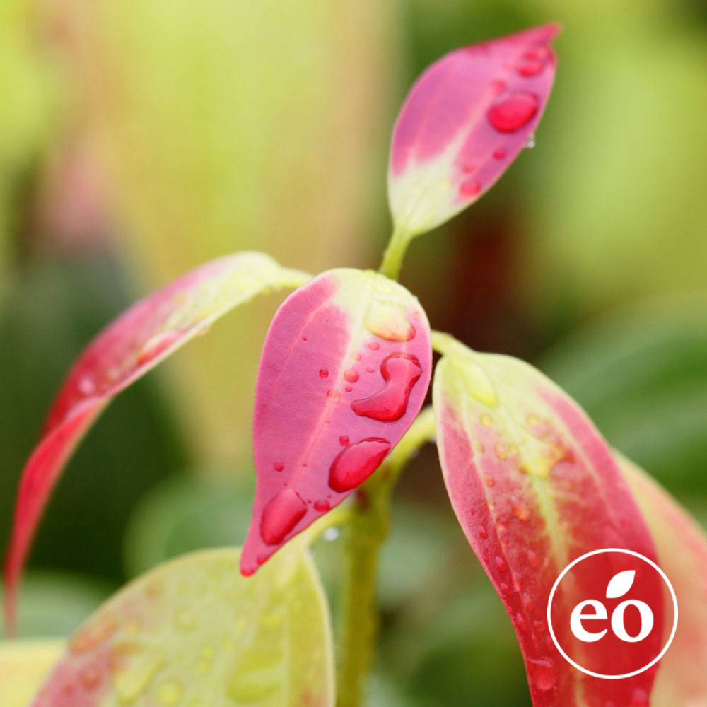 Cinnamon Leaf Essential Oil image number null