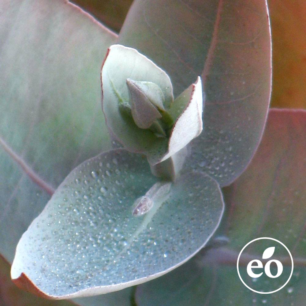 Eucalyptus Essential Oil image number null