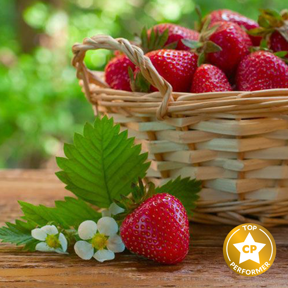 Strawberry Fragrance Oil image number null
