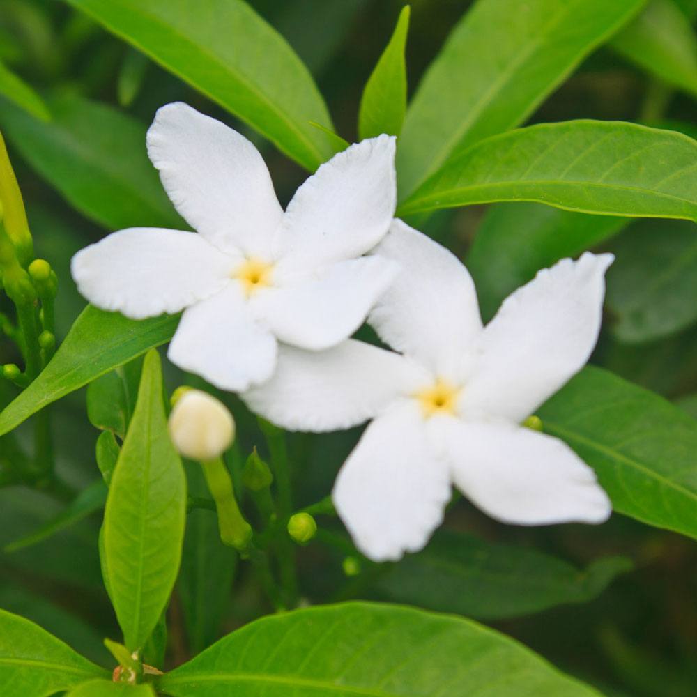 DISCONTINUED - Pikake Flower Fragrance Oil image number null